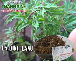 Công dụng của lá đinh lăng, lá đinh lăng chữa bệnh gì ???