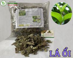 Công dụng của lá ổi đối với sức khỏe tốt nhất