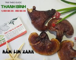 Công dụng của nấm lim xanh