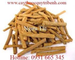 Công dụng của ngưu tất trong điều trị đau nhức xương khớp hiệu quả nhất