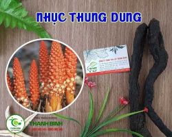 Công dụng của nhục thung dung trong việc tăng cường sức khỏe gân cốt