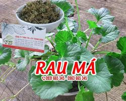 Công dụng của rau má là gì ???
