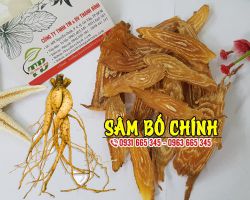 Công dụng của sâm bố chính trong điều trị kinh nguyệt không điều hiệu quả