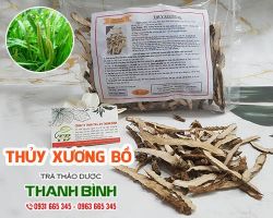 Công dụng của thủy xương bồ trong việc điều trị tiêu hóa kém hiệu quả nhất