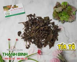 Công dụng của tía tô trong điều trị viêm da và rôm sẩy hiệu quả nhất