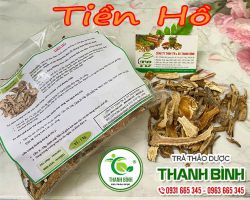 Công dụng của tiền hồ trong phòng ngừa và điều trị ho