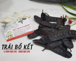 Công dụng của trái bồ kết