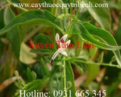 Công dụng của xuyên tâm liên trong điều trị cảm cúm hiệu quả nhất