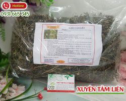 Công dụng của xuyên tâm liên và những lưu ý khi dùng