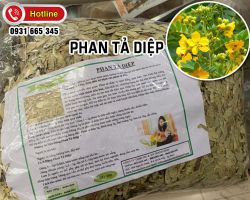 Công dụng và cách dùng của phan tả diệp