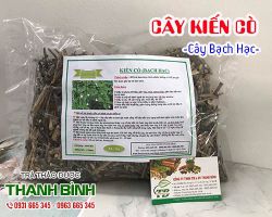 Đặc điểm và tác dụng chữa bệnh của cây kiến cò (bạch hạc)
