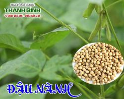 Đậu nành thực phẩm có công dụng gì đối với sức khỏe?