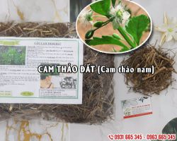 Địa chỉ bán cam thảo đất (cam thảo nam) tại tphcm uy tín