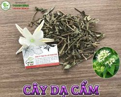 Địa chỉ bán cây dạ cẩm có công dụng cải thiện tình trạng lở loét miệng