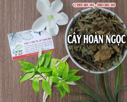 Địa chỉ bán cây hoàn ngọc uy tín tại tphcm