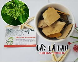 Địa chỉ bán cây lá gan uy tín chất lượng