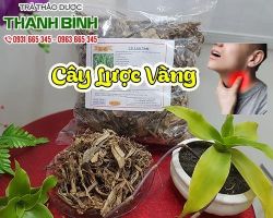 Địa chỉ bán cây lược vàng điều trị bệnh tiểu đường tại Hà Nội uy tín nhất