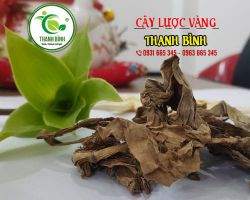 Địa chỉ bán cây lược vàng uy tín