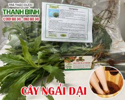 Địa chỉ bán cây ngải dại hỗ trợ điều trị lang ben uy tín chất lượng nhất