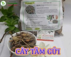 Địa chỉ bán cây tầm gửi có công dụng phục hồi cơ thể khi mệt mỏi hiệu quả
