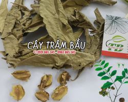 Địa chỉ bán cây trâm bầu uy tín chất lượng nhất