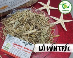 Địa chỉ bán cỏ mần trầu tại TPHCM giá tốt nhất