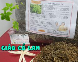 Địa chỉ bán giảo cổ lam tại TPHCM uy tín nhất