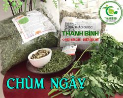 Địa chỉ bán lá chùm ngây tại TPHCM uy tín chất lượng