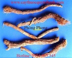 Địa chỉ bán phòng phong điều trị phong, tiêu chảy uy tín chất lượng nhất
