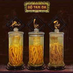 Địa chỉ mua bán củ đinh lăng điêu khắc nghệ thuật uy tín nhất