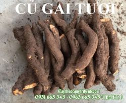 Địa chỉ mua bán củ gai an thai chất lượng nhất tại tp hcm