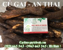 Địa chỉ mua bán củ gai an thai chất lượng nhất tại tp hcm