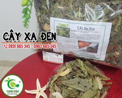 Địa chỉ mua cây xạ đen tại TPHCM giá tốt nhất