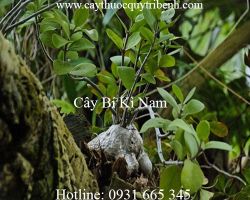 Địa điểm bán bí kì nam giúp điều trị viêm gan uy tín chất lượng nhất