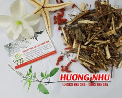 Cây Hương Nhu [ TÁC DỤNG, CÁCH LÀM ] MUA Ở ĐÂU NGUYÊN CHẤT GIÁ RẺ ? 