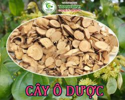 Địa điểm bán cây ô dược tại Hà Nội hỗ trợ điều trị bệnh đau dạ dày tốt nhất