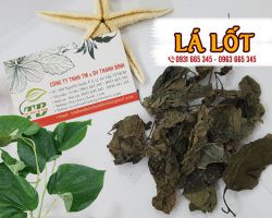 Địa điểm bán lá lốt uy tín chất lượng nhất