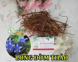 Địa điểm bán long đờm thảo hỗ trợ điều trị bệnh tiểu đường hiệu quả nhất