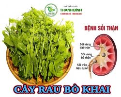 Địa điểm bán rau bò khai tại Hà Nội hỗ trợ điều trị bệnh sỏi thận tốt nhất
