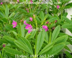 Địa điểm bán sâm đất uy tín chất lượng nhất giúp điều trị sỏi thận