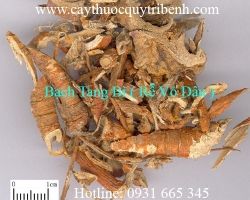 Địa điểm bán tang bạch bì ( rễ vỏ dâu ) trị ho uy tín chất lượng nhất