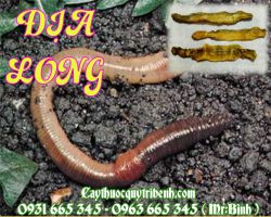 Địa long