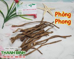 Dược liệu phòng phong có tác dụng gì đối với sức khỏe