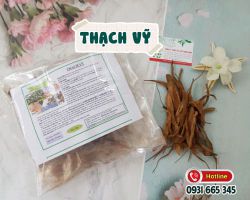 Dược liệu thạch vỹ có công dụng gì đối với sức khỏe