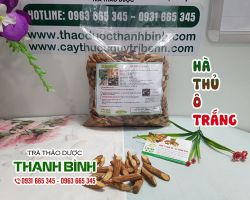 Hà thủ ô trắng [công dụng, cách dùng] mua ở đâu nguyên chất?