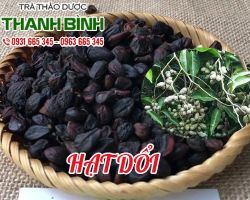 Hạt dổi [ TÁC DỤNG, CÁCH LÀM ] MUA Ở ĐÂU TẠI TPHCM NGUYÊN CHẤT GIÁ RẺ ?