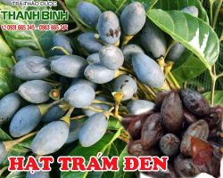 HẠT TRÁM ĐEN [CÔNG DỤNG, CÁCH DÙNG] MUA Ở ĐÂU NGUYÊN CHẤT?