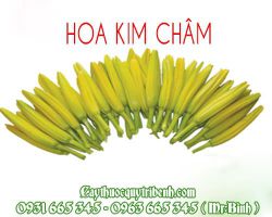 Hoa kim châm