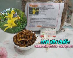 Hoa kim châm chữa bệnh gì, hoa kim châm có giúp lợi tiểu không?
