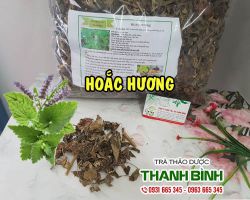 Hoắc hương [công dụng, cách dùng] mua ở đâu nguyên chất?